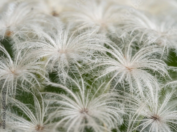 Fototapeta Focus close-up shot on blooming cactus (Mammillaria ). It is touched by moring sunlight.
