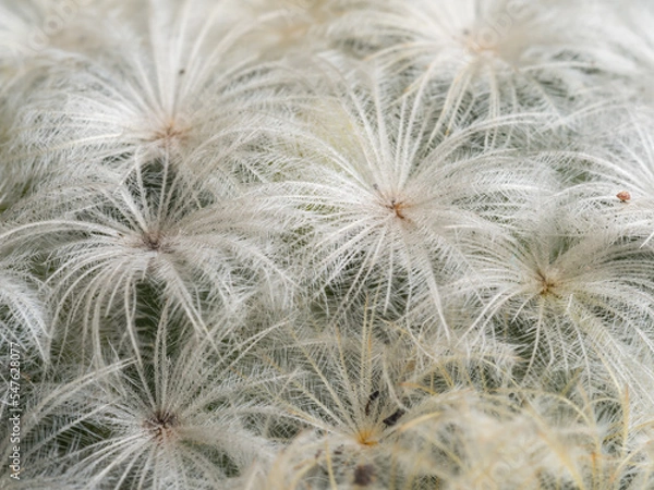 Fototapeta Focus close-up shot on blooming cactus (Mammillaria ). It is touched by moring sunlight.