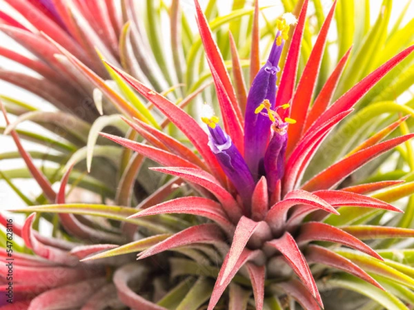 Fototapeta Tillandsia ionantha flower, purple, yellow, green, and white, bloom one time in rainy, close up, can use be background