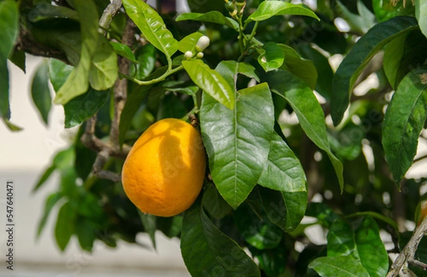 Fototapeta Kumquat tree at Mainau island garden
