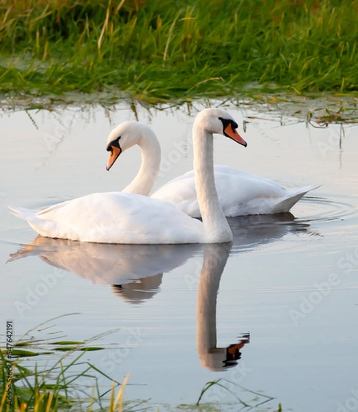 Obraz Mating Swans