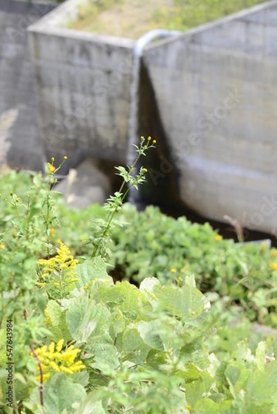 Obraz ダムと菜の花