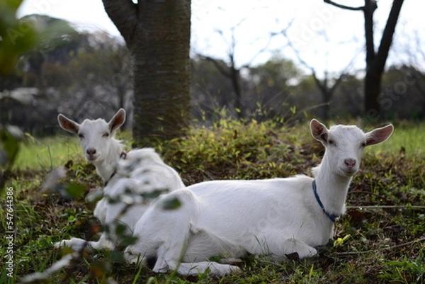 Obraz ヤギのカップル