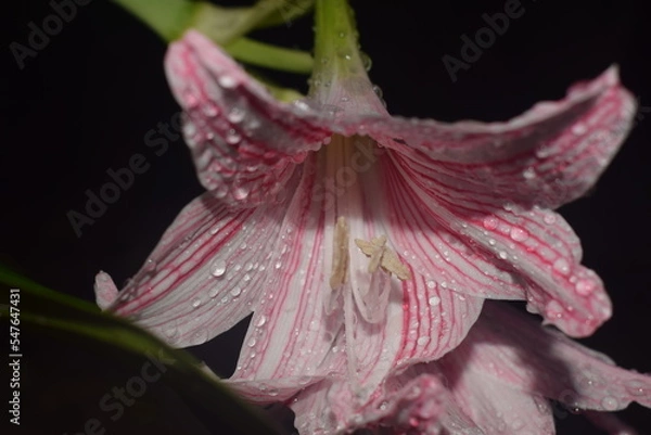 Obraz blooming flower with raindrops on it