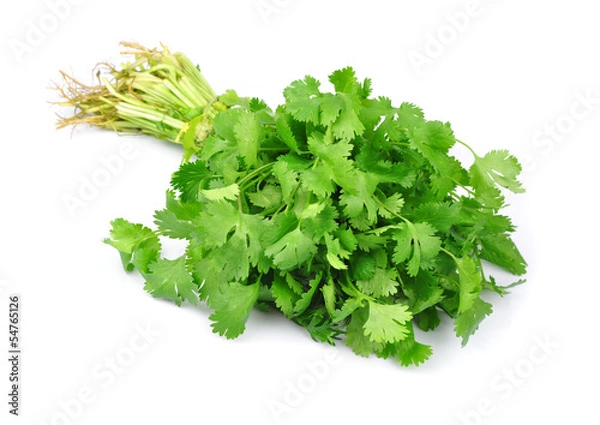 Obraz Coriander