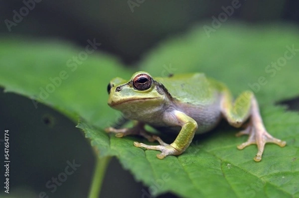 Obraz ニホンアマガエル