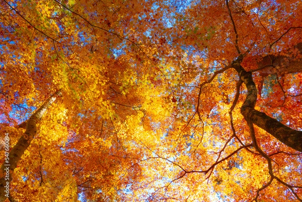 Fototapeta 秋の絶景　紅葉の天鼓林