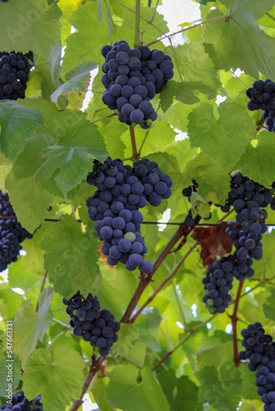 Obraz Cachos de uvas na ramada