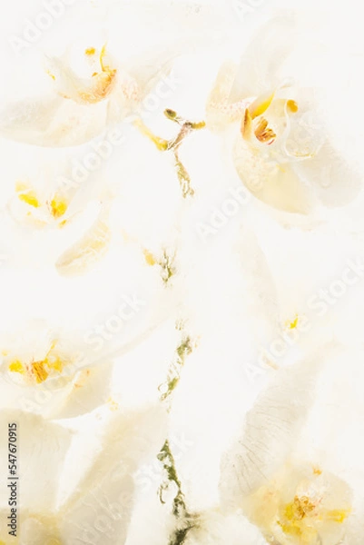 Obraz Weiße Orchidee in Eis 1