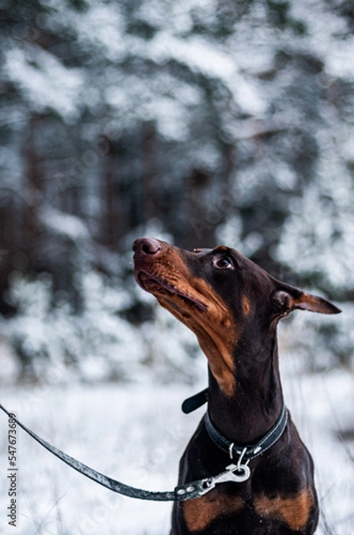 Obraz great dane dog