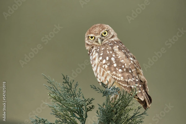 Obraz Eule in Florida