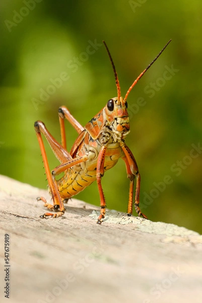 Obraz Zikade von Vorne