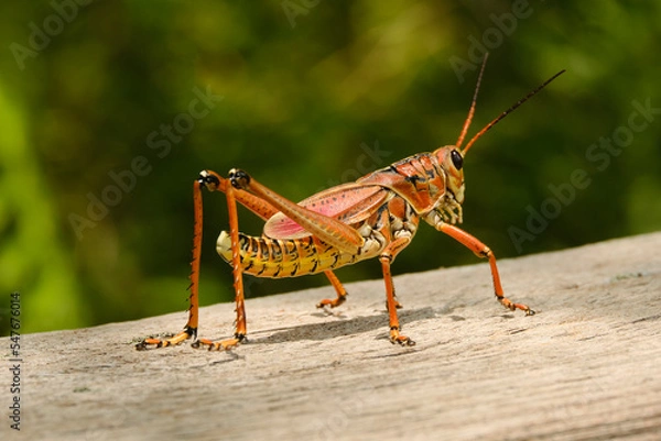 Obraz Zikade auf Boardwalk