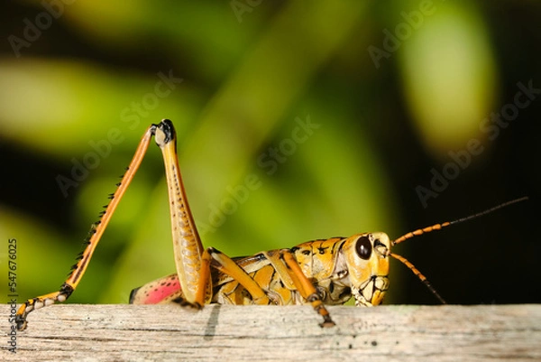 Obraz Zikade in Florida