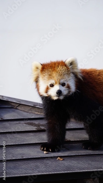 Fototapeta レッサーパンダ