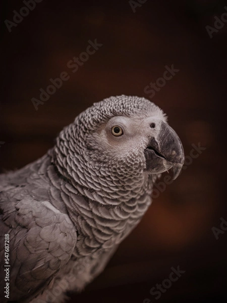 Fototapeta portrait of a parrot