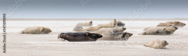 Obraz Seals on Norderoogsand