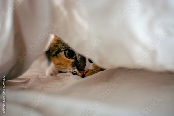Fototapeta Cute playful cat hiding under the sheets and staring at the camera