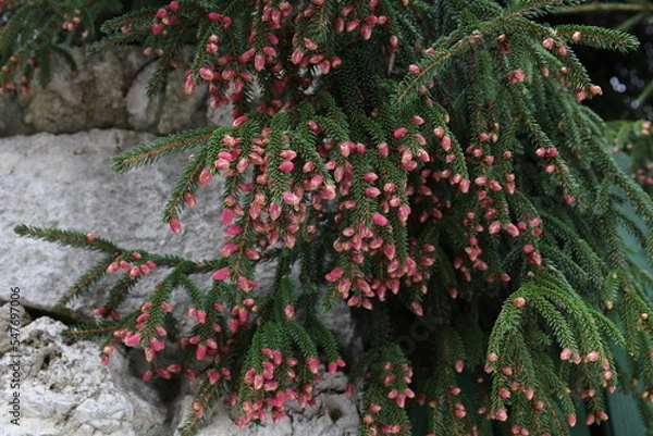 Fototapeta Spruce branch blooming pink in spring with natural stone background