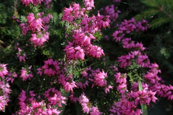 Obraz Blooming pink heather in spring closeup