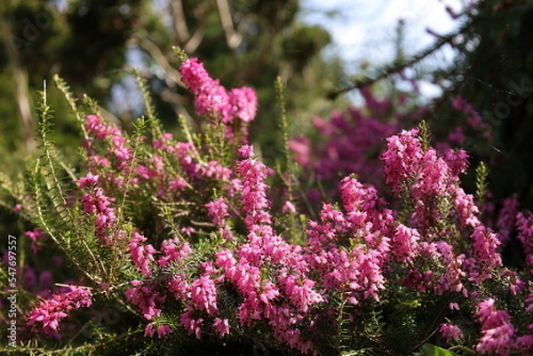 Obraz Spring Heather blooming pink closeup