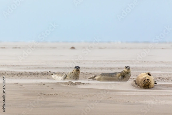 Obraz Seals on Norderoogsand