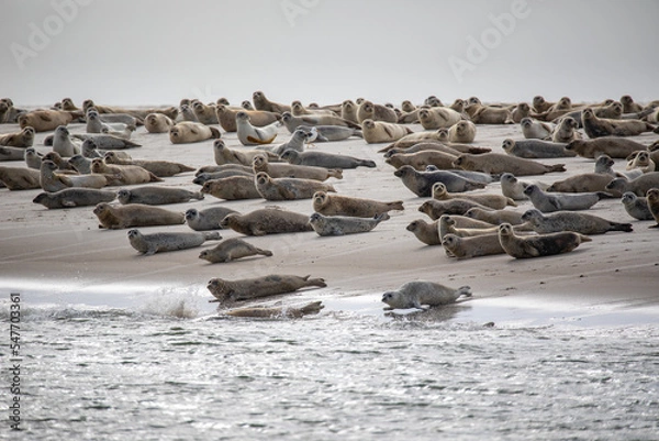 Obraz Seals on Norderoogsand