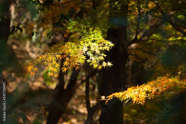 Obraz 色づき始めた楓の木