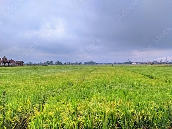 Obraz green field and blue sky