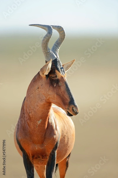 Obraz Red hartebeest portrait