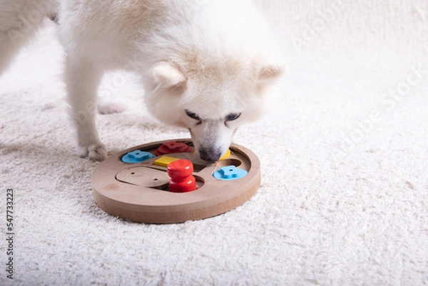 Fototapeta Smart dog is looking for delicious dried treats in intellectual game and eating them, close up. Intellectual game for dogs. and training of nose work with pet. brain game training for dogs