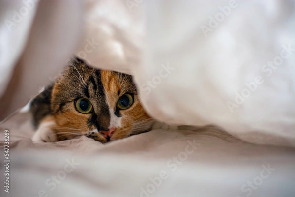 Fototapeta Cute playful cat hiding under the sheets and staring at the camera