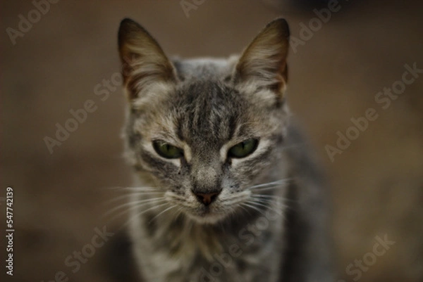 Fototapeta portrait of a cat