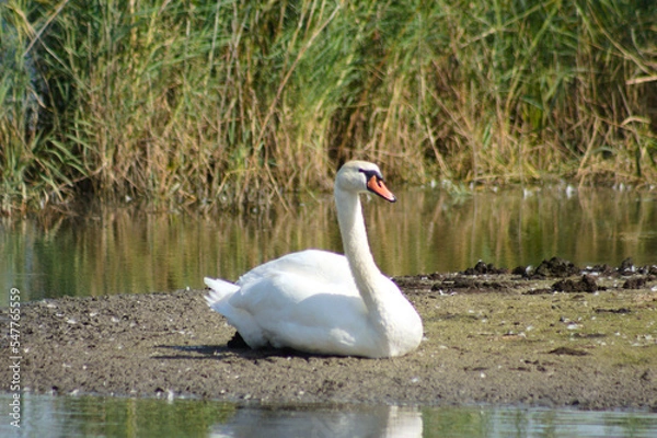 Fototapeta Closeup of swan sitting with plants and lake on background