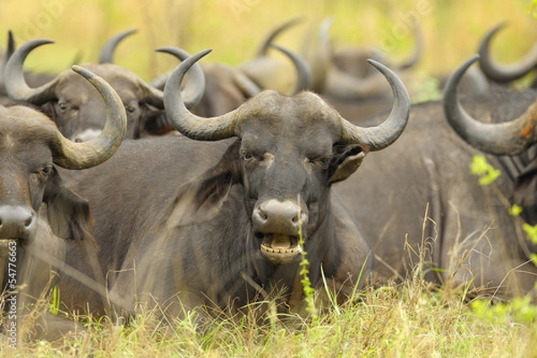 Obraz Büffel in der Savanne
