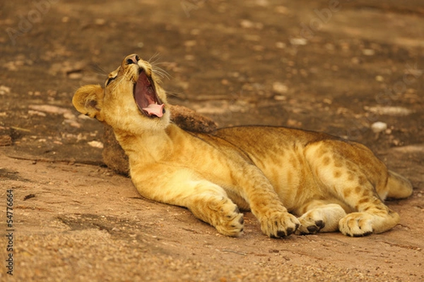 Obraz gähnendes Löwenbaby