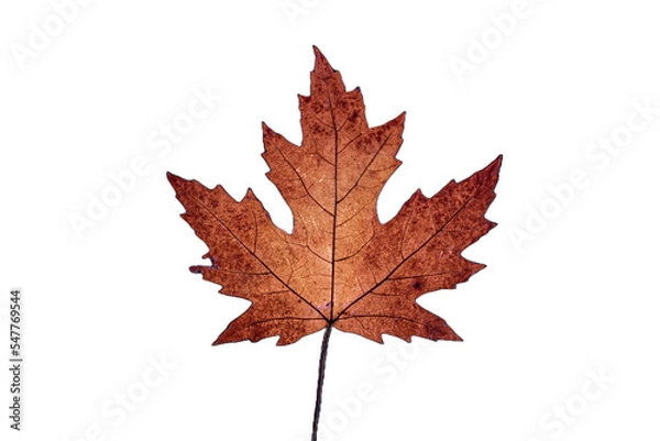 Obraz autumn maple leaf 