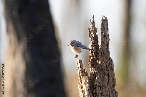 Obraz bird on a branch