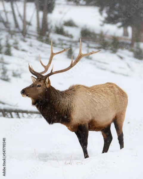 Obraz elk in winter