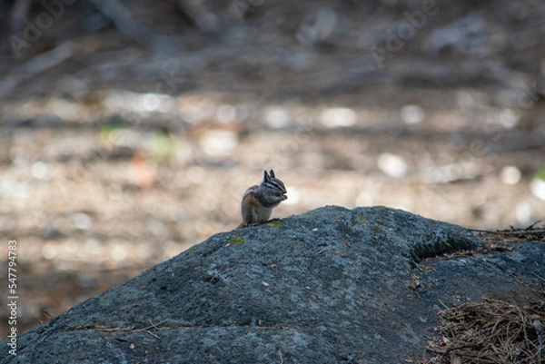 Fototapeta squirrel on a rock