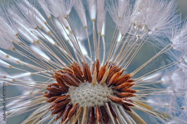 Fototapeta Macro dmuchawiec Mniszek rekarski