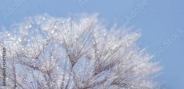 Obraz Dmuchawiec Mniszek rekarski