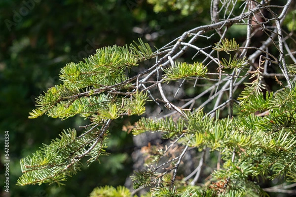 Fototapeta moss on the tree