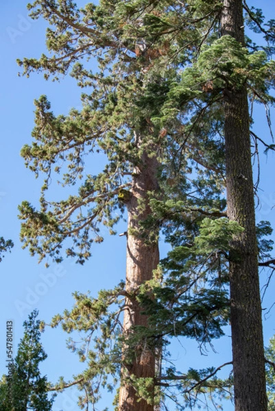 Fototapeta tree in the forest