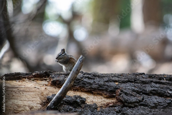 Fototapeta squirrel on a tree trunk