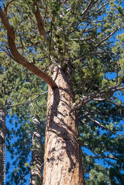 Obraz trees in the forest