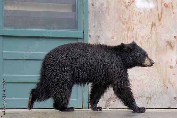 Obraz black bear walking