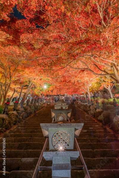 Obraz 大山寺（伊勢原市）の紅葉ライトアップ