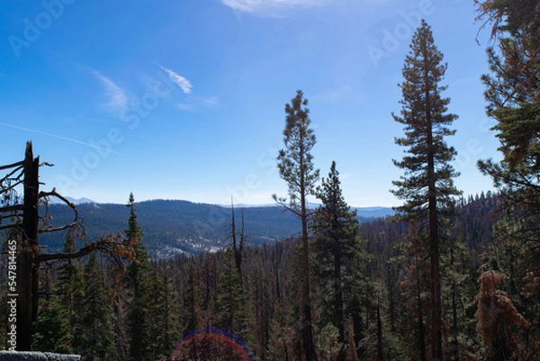Fototapeta forest in the mountains