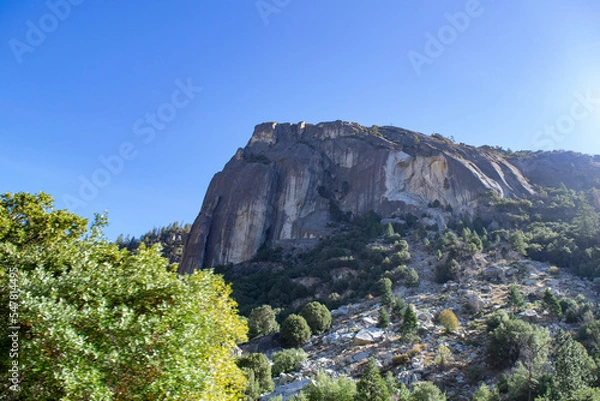 Fototapeta pine tree on the rock